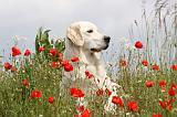 GOLDEN RETRIEVER 303